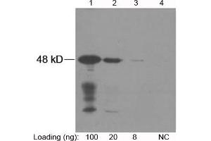 Lane 1-3: NWSHPQFEK fusion protein expressed in E. (Strep Tag II antibody)