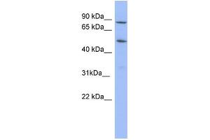 TRIM10 Antikörper  (N-Term)