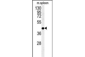 PGD Antibody (Center) (ABIN651639 and ABIN2840342) western blot analysis in mouse spleen tissue lysates (35 μg/lane). (PGD antibody  (AA 236-265))