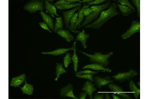 Immunofluorescence of purified MaxPab antibody to RP5-1077B9. (MIIP antibody  (AA 1-388))