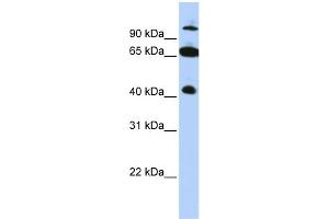 WB Suggested Anti-TRIM9 Antibody Titration:  0. (TRIM9 antibody  (C-Term))