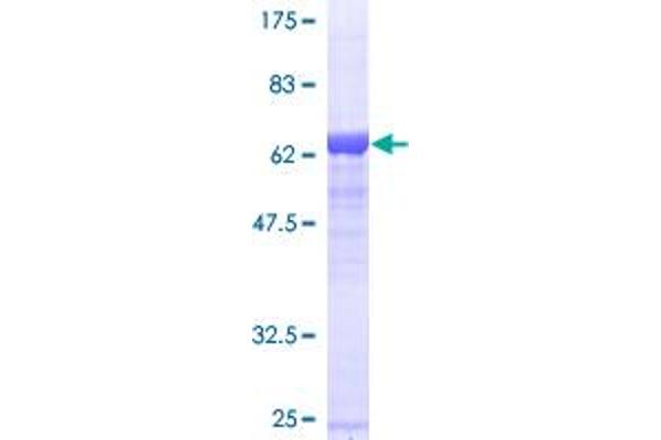 Septin 2 Protein (SEPT2) (AA 1-371) (GST tag)