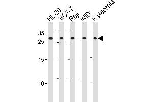CLIC1 Antibody (Center) (ABIN1881210 and ABIN2843618) western blot analysis in HL-60,MCF-7,Raji,WiDr cell line and human placenta tissue lysates (35 μg/lane). (CLIC1 antibody  (AA 136-166))