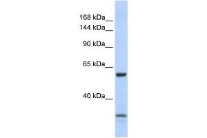 Western Blotting (WB) image for anti-Zinc Finger Protein 777 (ZNF777) antibody (ABIN2458368) (ZNF777 antibody)