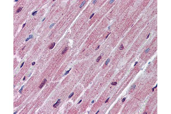 SPNS2 antibody  (AA 71-120)