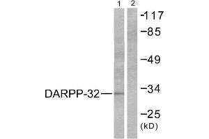 Western blot analysis of extracts from 293 cells treated with EGF (200ng/ml, 30min), using DARPP-32 (epitope around residue 75) antibody (ABIN5976153, Line 1 and 2).