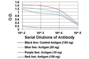 ELISA analysis of ROR2 monoclonal antibody, clone 6F2D10  at 1:10000 dilution. (ROR2 antibody  (AA 59-155))