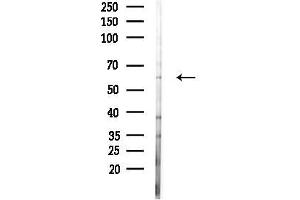 anti-WEE1 Homolog 2 (S. Pombe) (WEE2) (Internal Region) antibody