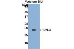 Western Blotting (WB) image for anti-Phospholipase A2-Activating Protein (PLAA) (AA 162-312) antibody (ABIN1077668)