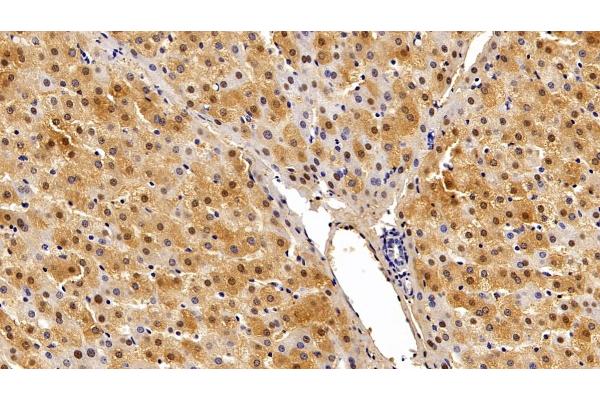 GSTa2 antibody  (AA 1-222)