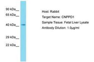 Image no. 1 for anti-Chromosome 2 Open Reading Frame 24 (C2orf24) (AA 91-140) antibody (ABIN6750828) (C2orf24 antibody  (AA 91-140))
