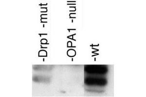 Western blot analysis of OPA1 in post-nuclear extracts of mouse embryonic fibroblasts with OPA1 polyclonal antibody . (OPA1 antibody  (AA 500-600))