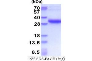 SDS-PAGE (SDS) image for Melanoregulin (MREG) (AA 1-214) protein (His tag) (ABIN5853574)