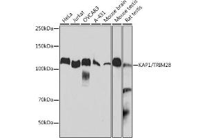 Western blot analysis of extracts of various cell lines, using K/TRIM28 antibody (ABIN7270986) at 1:1000 dilution. (KAP1 antibody)