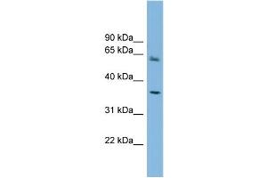 WB Suggested Anti-PEX26  Antibody Titration: 0. (PEX26 antibody  (Middle Region))