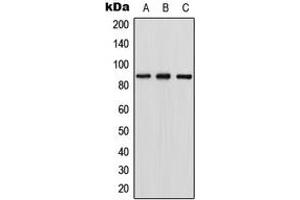 Western blot analysis of RGL1 expression in HEK293T (A), NIH3T3 (B), PC12 (C) whole cell lysates.