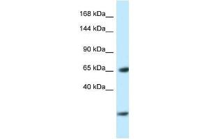 Western Blot showing Ebf3 antibody used at a concentration of 1. (EBF3 antibody  (N-Term))