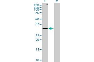 Western Blot analysis of TNFSF10 expression in transfected 293T cell line by TNFSF10 MaxPab polyclonal antibody. (TRAIL antibody  (AA 1-300))