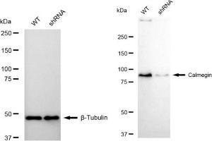 Western blotting analysis using Calmegin antibody (ABIN7797842).