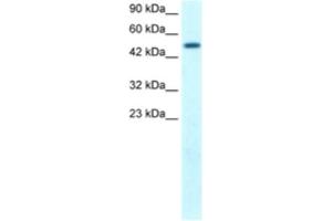 Western Blotting (WB) image for anti-FLT3-Interacting Zinc Finger 1 (FIZ1) antibody (ABIN2460146) (FIZ1 antibody)