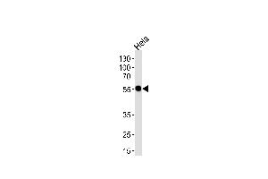 Western blot analysis of lysate from Hela cell line, using DDX6 Antibody (C-term) (ABIN1537356 and ABIN2848648). (DDX6 antibody  (C-Term))