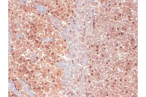 Immunohistochemistry analysis using Mouse Anti-HCN1 Monoclonal Antibody, Clone S70 (ABIN361763). (HCN1 antibody  (AA 778-910))