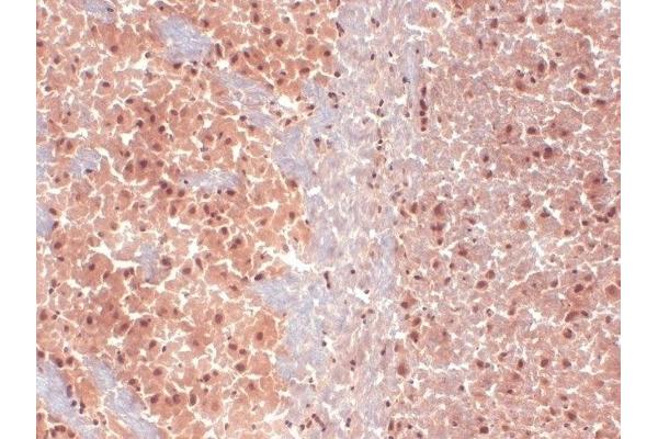 HCN1 antibody  (AA 778-910)