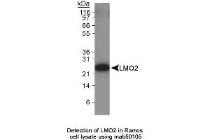 Image no. 2 for anti-LIM Domain Only 2 (Rhombotin-Like 1) (LMO2) antibody (ABIN363259) (LMO2 antibody)