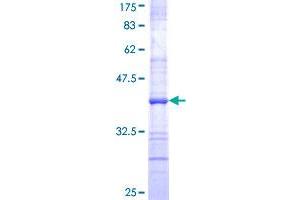 TNFAIP2 Protein (AA 552-650) (GST tag)