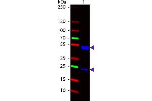 Western Blot of 488 conjugated Goat Anti-Rat IgG secondary antibody. (Goat anti-Rat IgG Antibody (DyLight 488) - Preadsorbed)