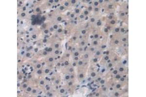 IHC-P analysis of Rat Tissue, with DAB staining. (GCKR antibody  (AA 90-286))
