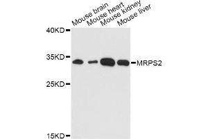 Western blot analysis of extracts of various cell lines, using MRPS2 antibody.