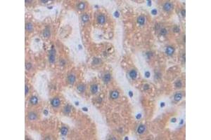 IHC-P analysis of Rat Tissue, with DAB staining. (SFRP4 antibody  (AA 167-260))