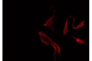 ABIN6275342 staining  Hela cells by IF/ICC. (PARD6B antibody  (Internal Region))