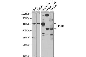 Western blot analysis of extracts of various cell lines, using PON1 antibody  at 1:1000 dilution. (PON1 antibody  (AA 20-150))
