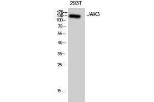 Western Blot analysis of 293T cells using JAK3 Polyclonal Antibody at dilution of 1:1000. (JAK3 antibody)