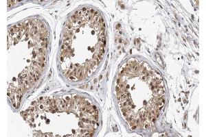 ABIN6267557 at 1/100 staining human testis tissue sections by IHC-P. (Caspase 9 antibody  (pThr125))