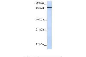 Image no. 1 for anti-Transcription Factor 7-Like 1 (T-Cell Specific, HMG-Box) (TCF7L1) (AA 72-121) antibody (ABIN6739058) (TCF7L1 antibody  (AA 72-121))
