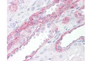 Anti-FABP7 / BLBP antibody IHC of human kidney. (FABP7 antibody  (AA 80-130))
