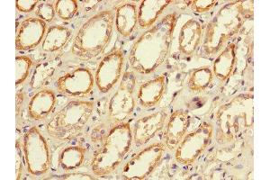 Immunohistochemistry of paraffin-embedded human kidney tissue using ABIN7146057 at dilution of 1:100 (CLEC18A antibody  (AA 27-446))