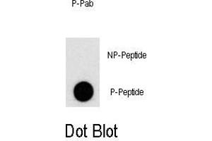 Dot blot analysis of Phospho-PI3KC3- Antibody (ABIN389757 and ABIN2839683) on nitrocellulose membrane. (PIK3C3 antibody  (pSer676))