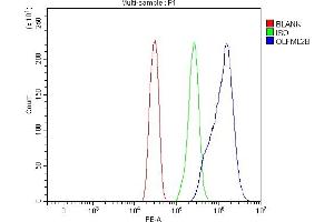 anti-Olfactomedin-Like 2B (OLFML2B) (AA 23-671) antibody