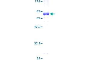 PGK2 Protein (AA 1-417) (GST tag)