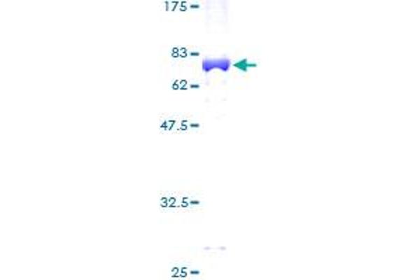 PGK2 Protein (AA 1-417) (GST tag)