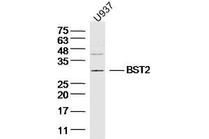 Human U937 cells probed with BST2/CD317 Polyclonal Antibody, unconjugated  at 1:300 overnight at 4°C followed by a conjugated secondary antibody at 1:10000 for 90 minutes at 37°C.
