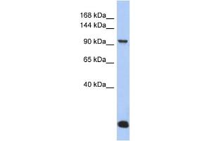 WB Suggested Anti-MVP Antibody Titration: 0. (MVP antibody  (N-Term))