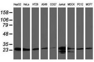 Image no. 2 for anti-ClpP Caseinolytic Peptidase, ATP-Dependent, Proteolytic Subunit Homolog (E. Coli) (CLPP) antibody (ABIN1497535) (CLPP antibody)