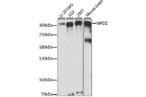 Western blot analysis of extracts of various cell lines, using MPDZ antibody. (MPDZ antibody)