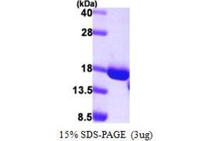 SDS-PAGE (SDS) image for Glycine Cleavage System H Protein (GCSH) (AA 49-173) protein (His tag) (ABIN667601)