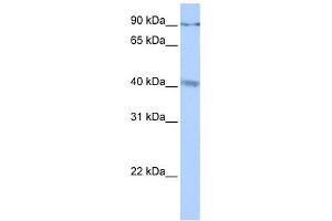 CATSPERG antibody  (C-Term)